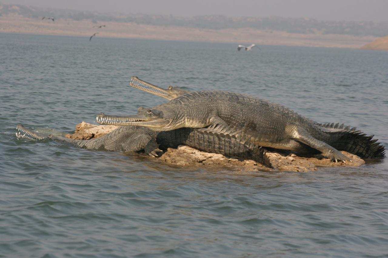 Mela Kothi - The Chambal Safari Lodge Bāh Exteriör bild